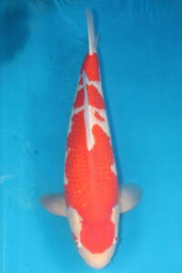 DIRECT鯉　室生養鯉場産　2歳　紅白　60cm（1206-3）