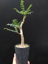 樹～12月21『ボスウェリア・サクラ』セラ3.5寸鉢 美種美株　_画像3