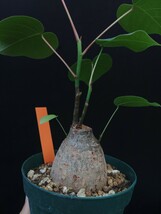 樹～12月43『ボンバックス・エリプチカムB』3寸鉢 美種美株　_画像4