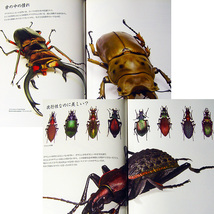 昆虫写真集『虫・コレ－自然がつくりだした色とデザイン』/海野和男 フォルム 体のつくり 構造美 模様 色彩 接写 マクロ撮影 蝶 クワガタ#f_画像5