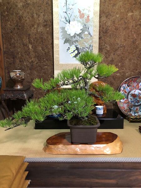 黒松盆栽(樹齢60年越)