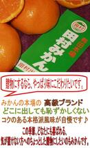 【京の果実屋】●田村みかん●S-5kg 紀州有田/超人気！じゅわじゅわじゅわ～っとあま～い_画像8