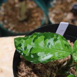 No.17 Aglaonema pictum tricolor /アグラオネマピクタム トリカラー 【斑入り植物】《eba Plants》　　