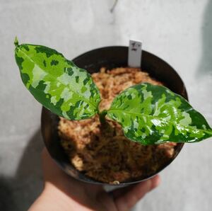 No.19 Aglaonema pictum tricolor /アグラオネマピクタム トリカラー 【斑入り植物】《eba Plants》　　