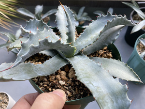 厳選美株 アガベ プロトアメリカーナ ファンキートゥース 激レア品種 Agave americana var.protoamericana 'funky toes' 