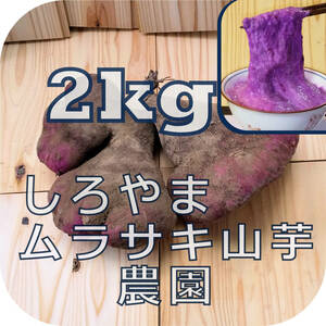 紫山芋(土付き)2kg