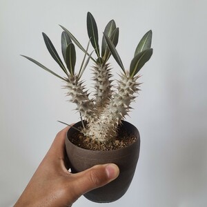 【１円スタート】　バキポディウム・ホロンベンセ　“実生”　コーデックス　塊根植物　多肉植物