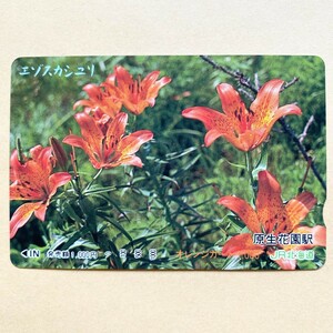 【使用済】 花オレンジカード JR北海道 エゾスカシユリ　