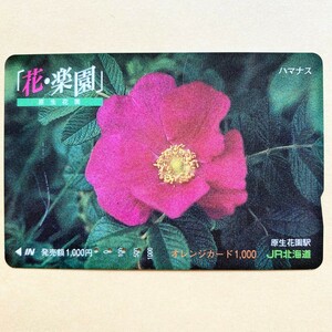 【使用済】 花オレンジカード JR北海道 「花・楽園」 ハマナス