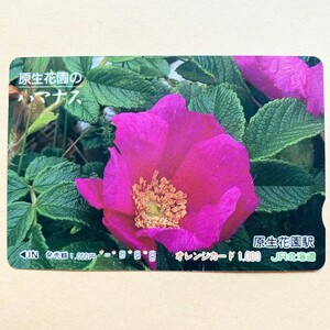 【使用済】 花オレンジカード JR北海道 原生花園のハマナス