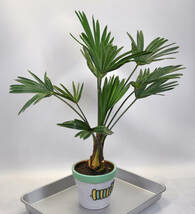 【テーブルサイズ】ミニトウジュロ　Trachycarpus wagnerianus　矮性 唐棕櫚　超耐寒ヤシ　送料込み　_画像9