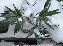 【テーブルサイズ】ミニトウジュロ　Trachycarpus wagnerianus　矮性 唐棕櫚　超耐寒ヤシ　送料込み　_画像10