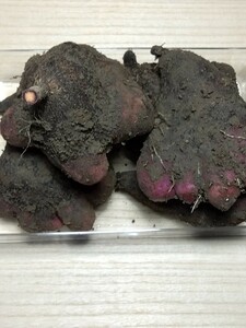 紫山芋　5kg 無農薬　