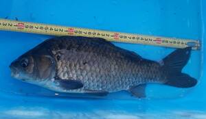 [.. common carp ...]6 number large nature. black mab approximately 43cm in photograph individual!