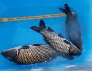 【紀州鯉くらぶ】1号　大自然の真鯉　30～38cm　3匹　写真の個体　迫力ある黒鯉！