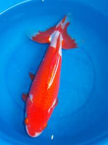 【紀州金魚くらぶ】特上　2号　特大三尾和金　20cm前後　写真の個体　まだまだ伸び代のある金魚！