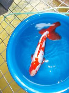 【紀州金魚くらぶ】特上 5号 特大三尾和金 20cm前後 写真の個体 まだまだ伸び代のある金魚！