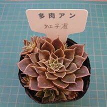 多肉アン 紅子雀 多肉植物 エケベリア_画像1