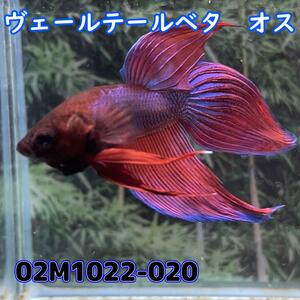 ベタ　ベールテール　オス　02M1022-020　トラディショナル　生体　熱帯魚