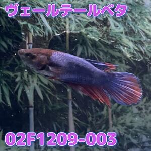 ベタ　ベールテール　メス　02F1209-003　トラディショナル　熱帯魚　生体