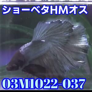 【売尽しセール】　ベタ　ショーベタ　オス　スチールカッパー　03M1022-037　ハーフムーン　生体　熱帯魚