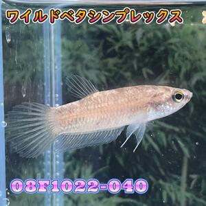 【売尽しSALE】 ベタ　ワイルド　メス　シンプレックス　08F1022-040　 熱帯魚　生体　2980→1980