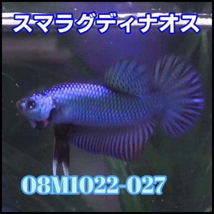 【売尽しSALE】 ベタ　ワイルド　オス　スマラグディナ　08M1022-027　熱帯魚　生体　4980→3980