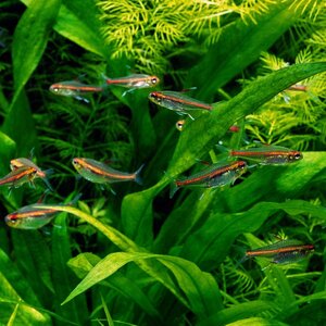  tropical fish g Rollei to Tetra S-M size 20 pcs female male designation un- possible 