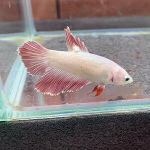 【売尽しSALE】 ベタ　ショーベタ　メス　ピンクドラゴン　腫瘍あり　03F1022-061　ハーフムーン　熱帯魚　生体　1980→1580