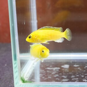 熱帯魚　ラビドクロミス・カエルレウス　イエローシクリッド　3匹　※カラー/雌雄の指定不可　アフリカンシクリッド