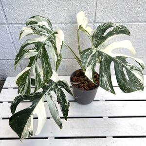 《KhK-05》Monstera deliciosa var.borsigiana albo variegated モンステラ ボルシギアナ 白斑入り ホワイトタイガー/フィロデンドロン 