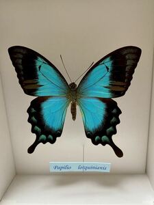 Papilio Corquinianis 蝶　標本　パピリオ　コルキニアニス　ヘリボシアオネアゲハ　Corquin Swallowtail ブルー　チョウ　