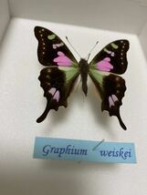 ミイロタイマイ Graphium weiskei 蝶　標本　グラフィウム　ヴァイスキー　ブルー　モライ　Blue Morpho ピンク　チョウ_画像3