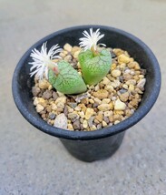 Conophytum ficiforme white flower　 コノフィツム フィシフォルメ 白花 多肉植物_画像4