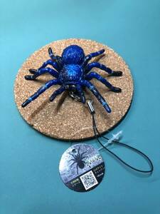 【タランチュラ】 ブルー 青系 生物図鑑シリーズ KID'S フィギュア 蜘蛛 スパイダー spider