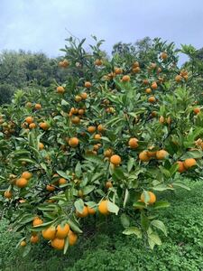 和歌山県紀の川市（県内フルーツ王国より） 早生みかん 農家直送みかん約5.5キロ（箱重量約0.5㌔は含む）2S以下サイズ 全国一律送料