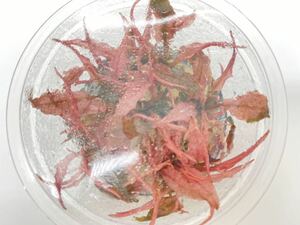  Cryptocoryne *wenti* pink 1 stock 