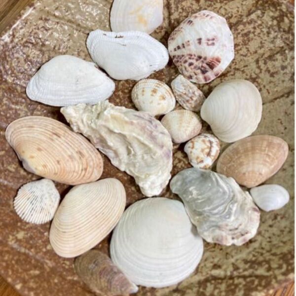 天然貝殻　多種多様　クラフト手作り品の素材