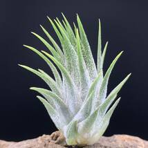 tillandsia 'Mayan Regal' チランジア マヤンリーガル ionantha イオナンタ ティランジア ブロメリア_画像4