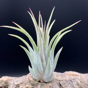 Tillandsia ionantha ‘snow man’ ex.Franz Groover チランジア イオナンタ スノーマン ティランジア