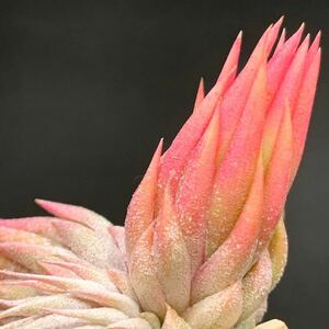 Tillandsia ionantha ‘Apretado RFI’ チランジア イオナンタ アプレタード ティランジア