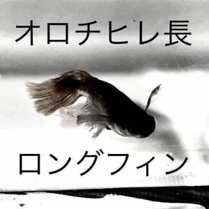 【同梱OK】オロチ 松井ヒレ長 黒 30個+α メダカ 卵　スーパーロングフィン ブラック　サタン　