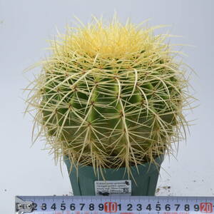 金鯱 (169.9-038番) Echinocactus grusonii