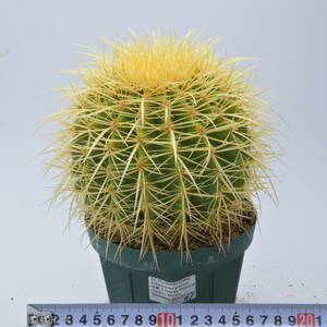 金鯱 (2003/03/23-001-071番) Echinocactus grusonii