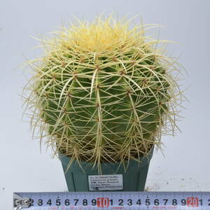 金鯱 (2004/07/24-001-012番) Echinocactus grusonii