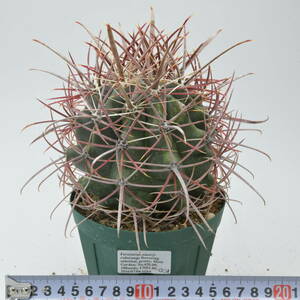 江守 (420.09-001番) Ferocactus emoryi