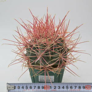 鯱頭 変種:レコンテイ (416.96-003番) Ferocactus cylindraceus v lecontei