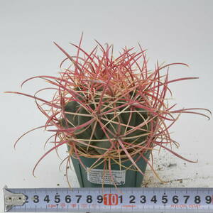 鯱頭 変種:レコンテイ (416.96-004番) Ferocactus cylindraceus v lecontei