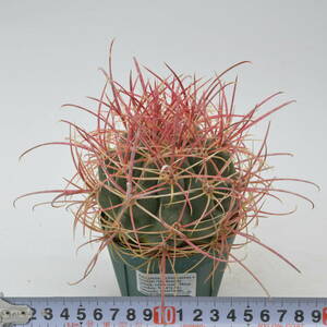 鯱頭 変種:レコンテイ (416.96-005番) Ferocactus cylindraceus v lecontei