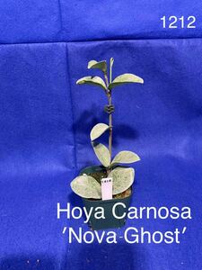 1212 ホヤ Hoya Carnosa Nova Ghost ノバゴースト